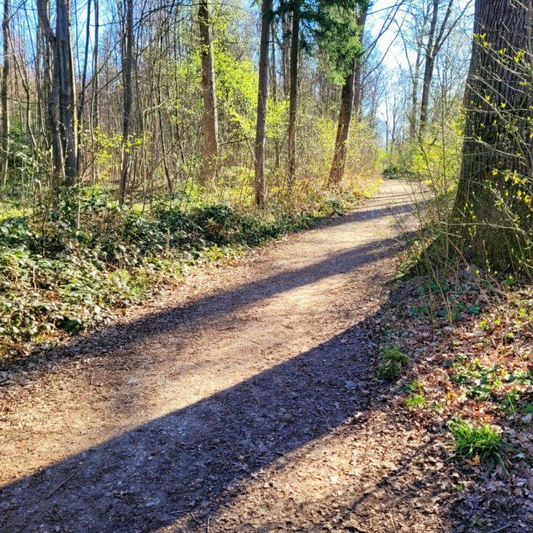 Weg durch einen Wald mit Sonne und Schatten der Bäume
