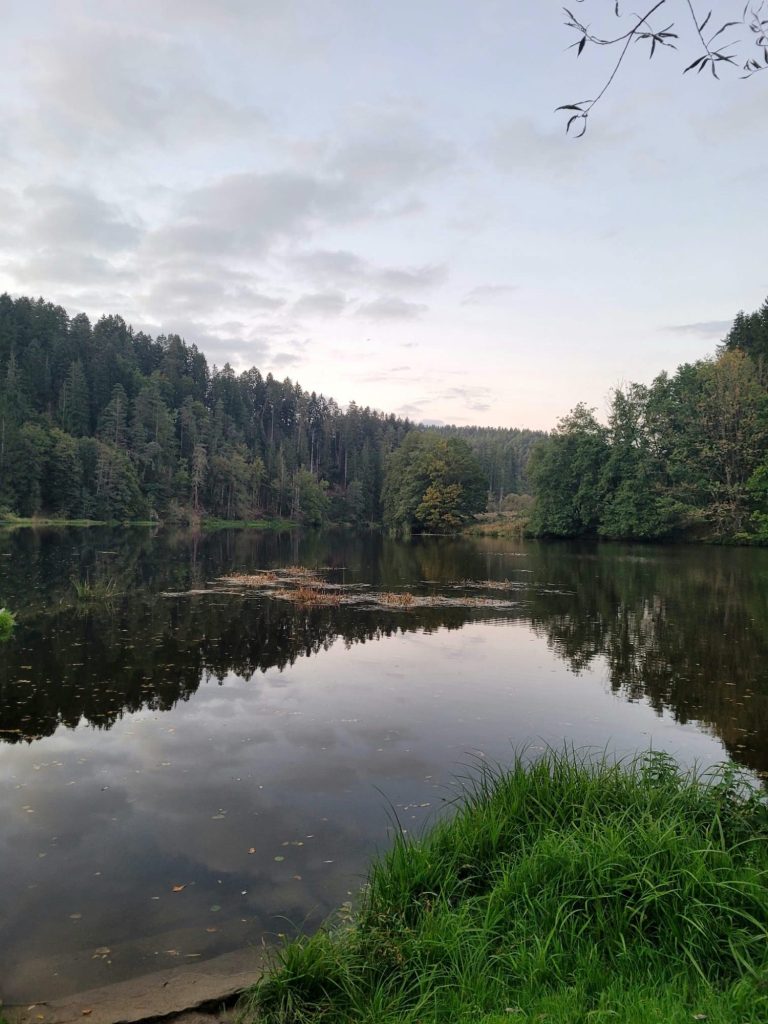 Weg durch einen Wald mit Sonne und Schatten der Bäume